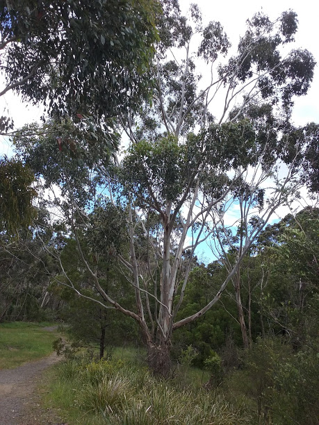 Who Speaks for the Trees?